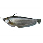 বোয়াল মাছ