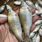 পুঁটি মাছ
