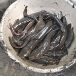 শিং মাছ