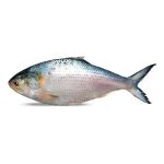 ইলিশ মাছ